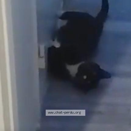 Photo 1/1 Chat trouvé Trouvé à Sannois