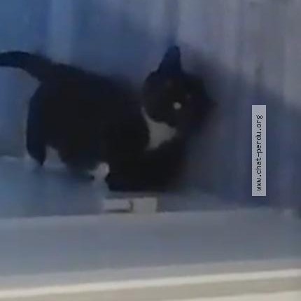 Photo 1/1 Chat trouvé Trouvé à Sannois