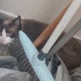 Photo de chat trouvé à Tours