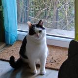 Photo de chat perdu à Athis Mons