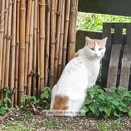 Photo 1/1 Chat trouvé Trouvé à Montfaucon
