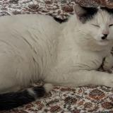 Photo de chat perdu à Fameck