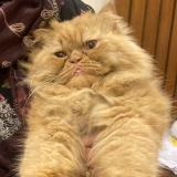 Photo de chat trouvé à Lahore