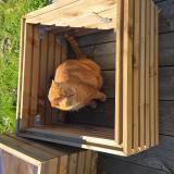 Photo de chat perdu à Pornic