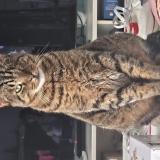 Photo de chat perdu à Tours