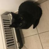 Photo de chat trouvé à Laeken