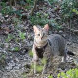 Photo de chat perdu à Allan