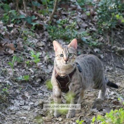 Photo 1/1 Kiwii Chat perdu à Allan