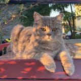 Photo de chat perdu à Haguenau