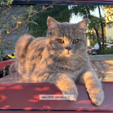 Photo 1/1 Pisioma Chat perdu à Haguenau