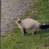 Photo de chat perdu à Saleich