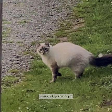 Photo 1/1 Alaska Chat perdu à Saleich