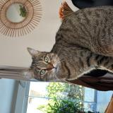 Photo de chat perdu à Orleans