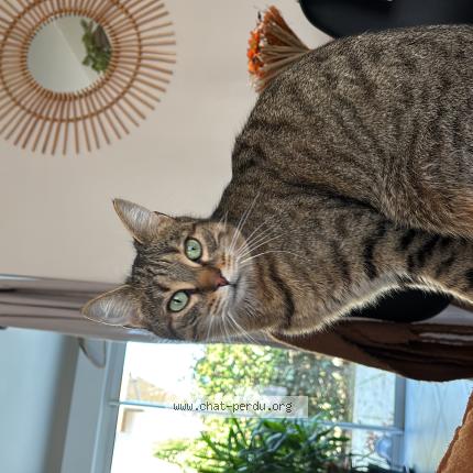 Photo 1/1 Zyki Chat perdu à Orleans