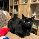 Photo de chat perdu à Carignan