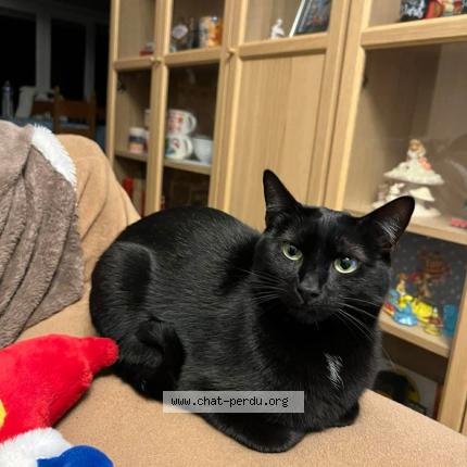 Photo 1/1 Miaouss Chat perdu à Carignan