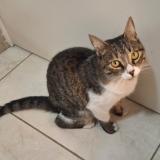 Photo de chat trouvé à San Jose