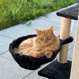 Photo de chat perdu à St Erblon