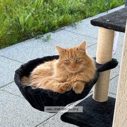 Photo 1/1 Titeuf Chat perdu à St erblon