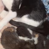 Photo de chat perdu à Andresy