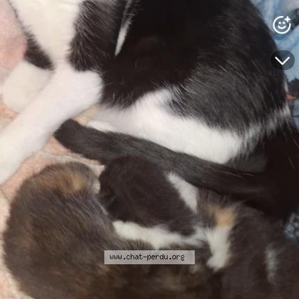 Photo 1/1 Virginie PRONZOLA Chat perdu à Andresy