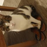 Photo de chat perdu à Carpiquet