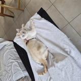 Photo de chat perdu à Saint Jean Sur Richelieu