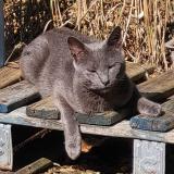 Photo de chat perdu à Senon