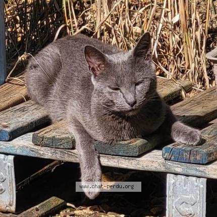 Photo 1/1 T&rsquo;Choupi Chat perdu à Senon