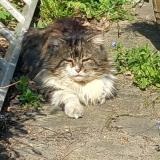 Photo de chat trouvé à Maisons Alfort