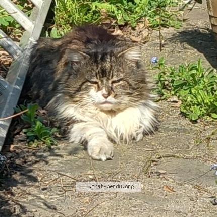 Photo 1/1 Chat trouvé Trouvé à Maisons alfort