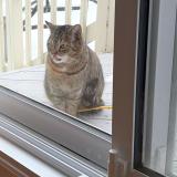 Photo de chat trouvé à Laval