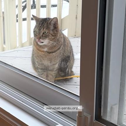 Photo 1/1 Chat trouvé Trouvé à Laval