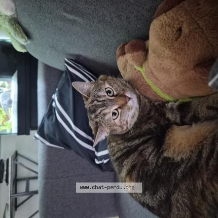 Photo 1/1 Hades Chat perdu à La verrie