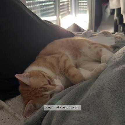 Photo 1/1 Ta&iuml;o Chat perdu à Vanves