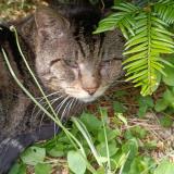 Photo de chat perdu à Sartrouville