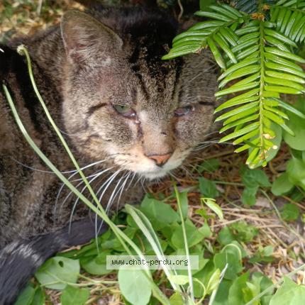 Photo 1/1 TIGROU Chat perdu à Sartrouville