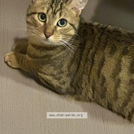 Photo 1/1 Glu Chat perdu à Grenoble