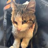 Photo de chat trouvé à Montauban