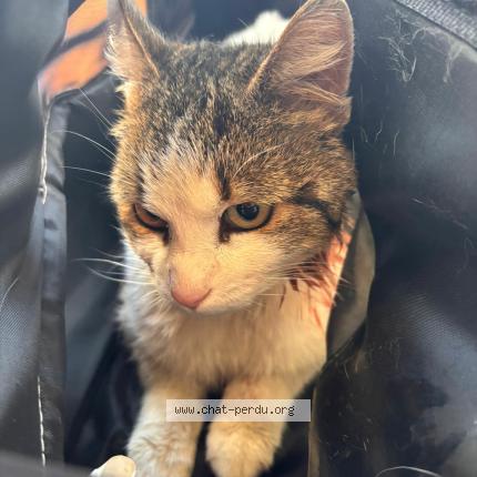 Photo 1/1 Chat trouvé Trouvé à Montauban