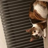 Photo de chat perdu à Montbenoit