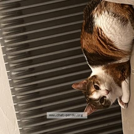 Photo 1/1 Kira Chat perdu à Montbenoit