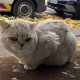 Photo de chat perdu à Saint Maur Des Fosses