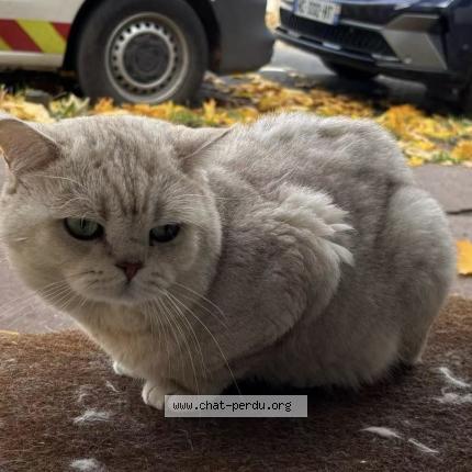 Photo 1/1 Simba Chat perdu à Saint maur des fosses