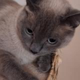 Photo de chat trouvé à Arpajon