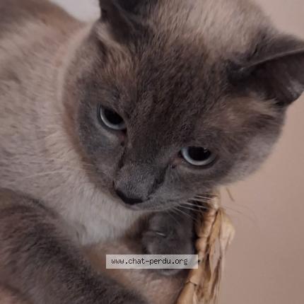 Photo 1/1 Chat trouvé Trouvé à Arpajon