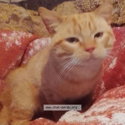 Photo 1/1 Chat trouvé Trouvé à Campeaux
