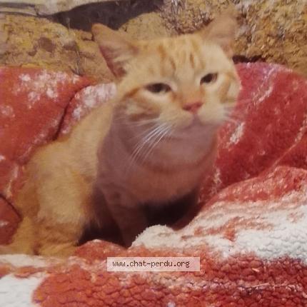 Photo 1/1 Chat trouvé Trouvé à Campeaux