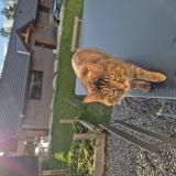 Photo de chat trouvé à Feternes