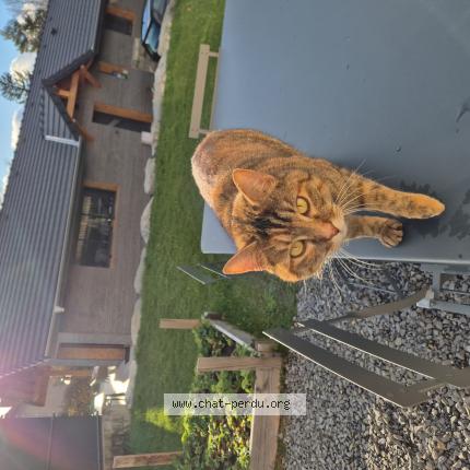 Photo 1/1 Chat trouvé Trouvé à Feternes